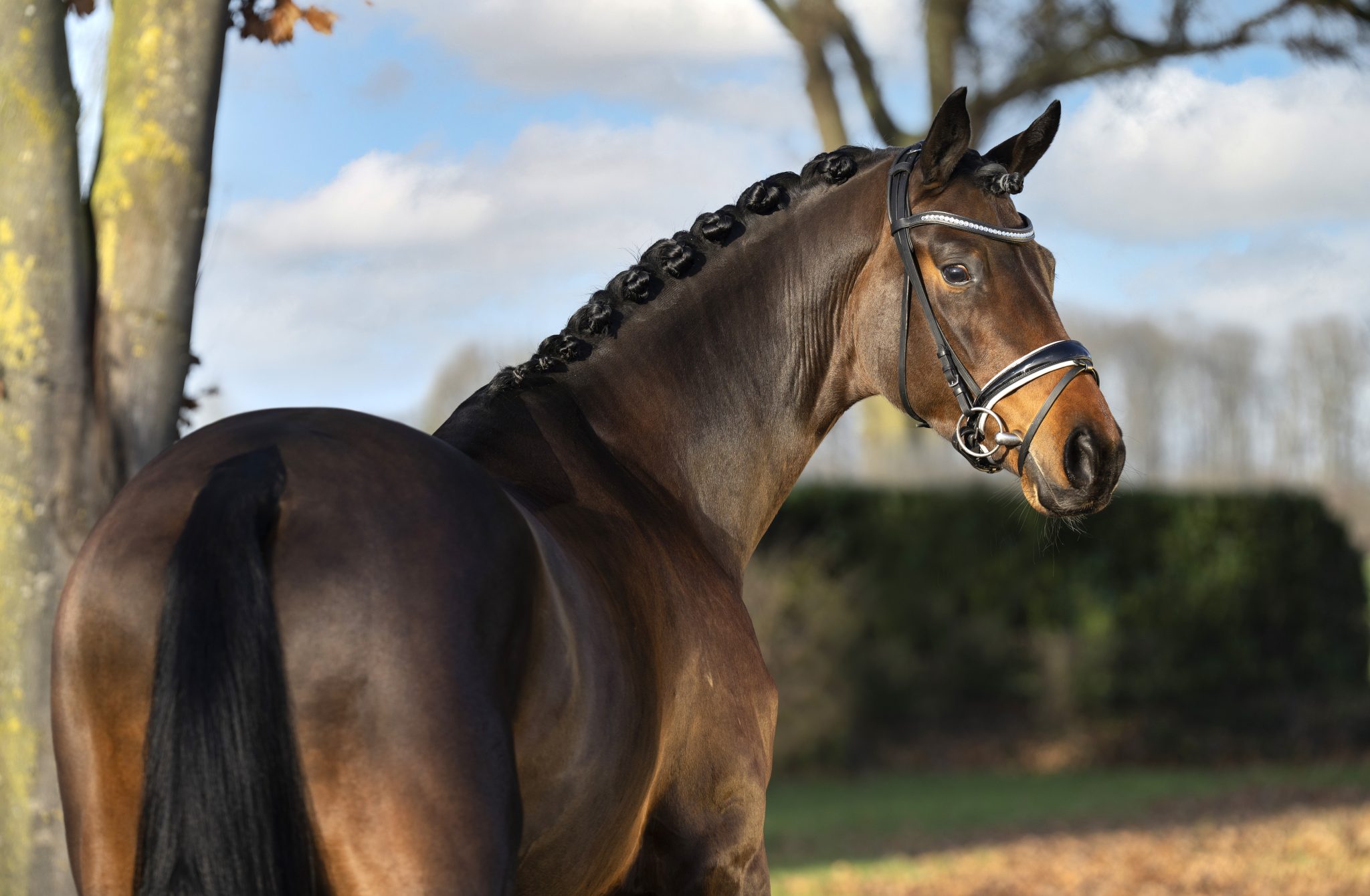 Vorstellung unserer neuen Hengste 2022 › Gestüt Letter Berg
